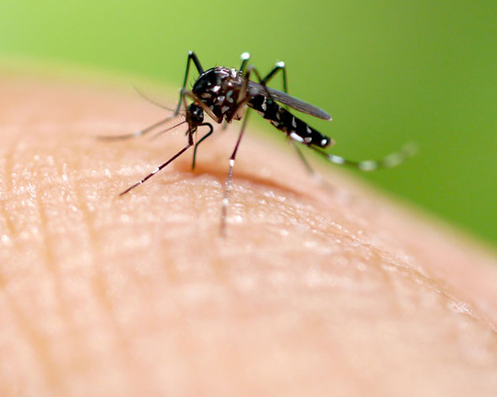 São Marcos passa à condição de município infestado pelo Aedes aegypti